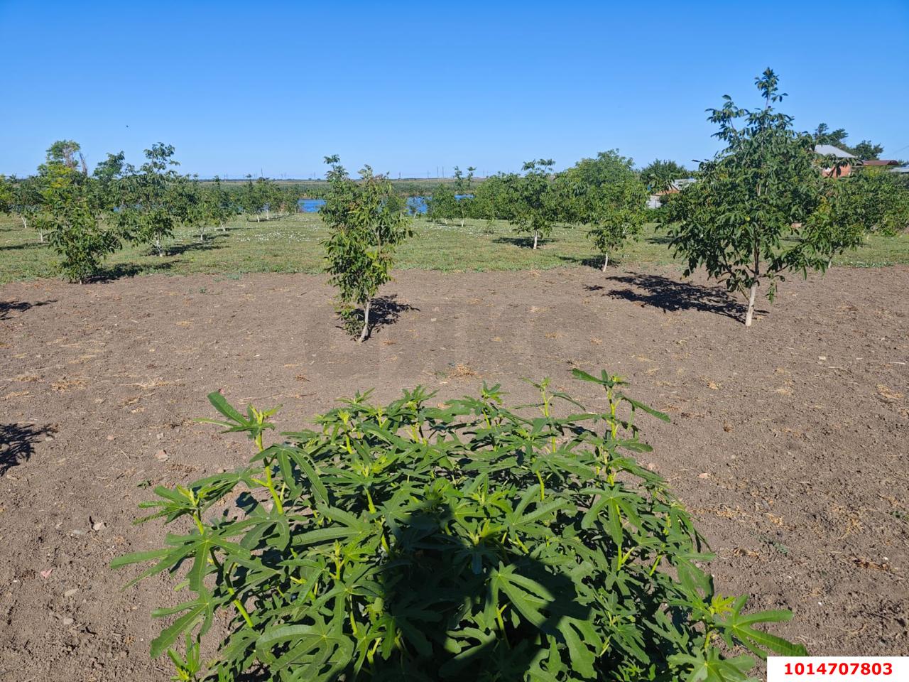 Фото №14: Дом 32 м² + 53 сот. - Стародеревянковская, ул. Черноморская, 200