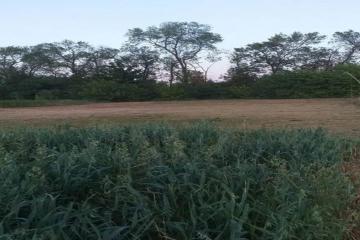 Фото №4: Земельный участок 11.83 сот. - Старовеличковская, ул. Ипподромная, 29