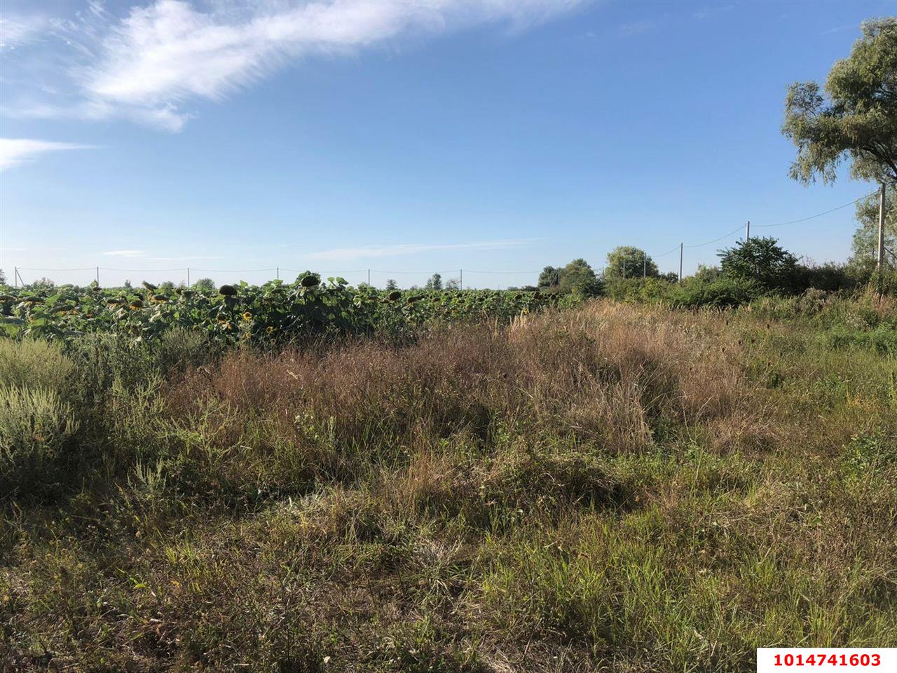 Фото №5: Коммерческая земля 287 сот. - Энем, ул. Первомайская