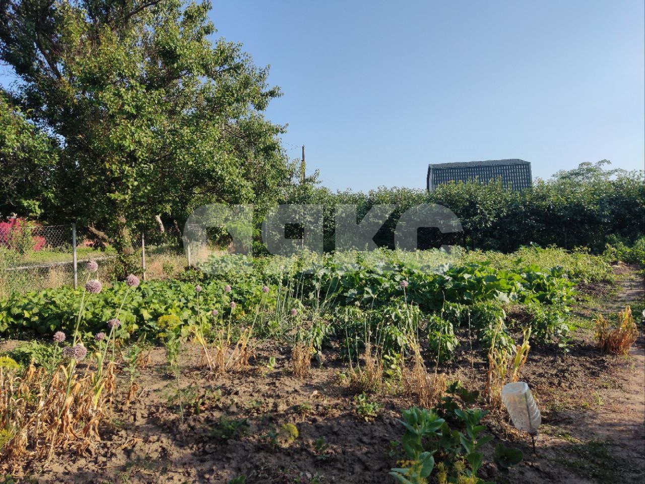 Фото №7: Личное подсобное хозяйство 9.1 сот. - Курчанская, ул. Пионерская, 6