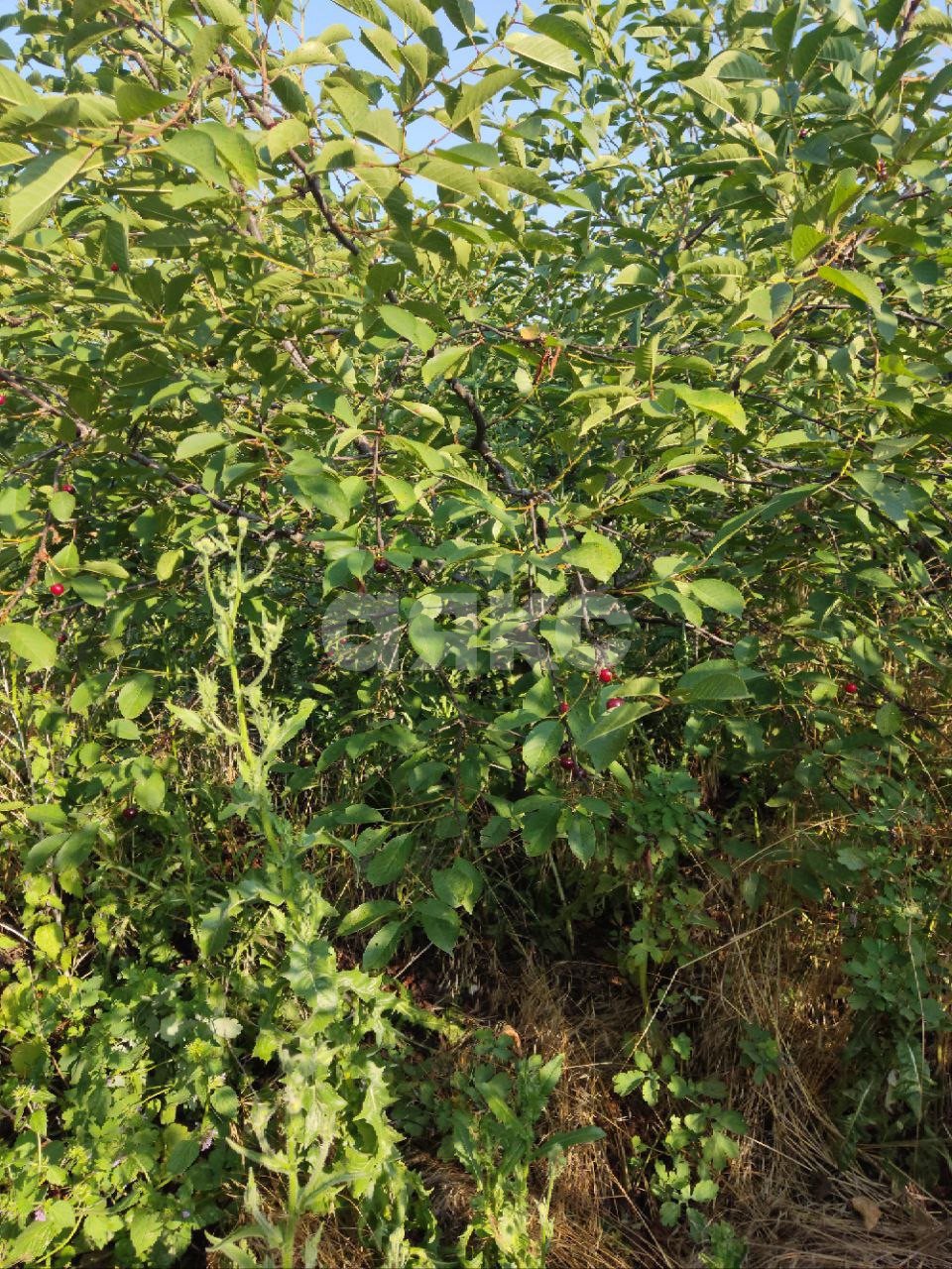 Фото №10: Личное подсобное хозяйство 9.1 сот. - Курчанская, ул. Пионерская, 6