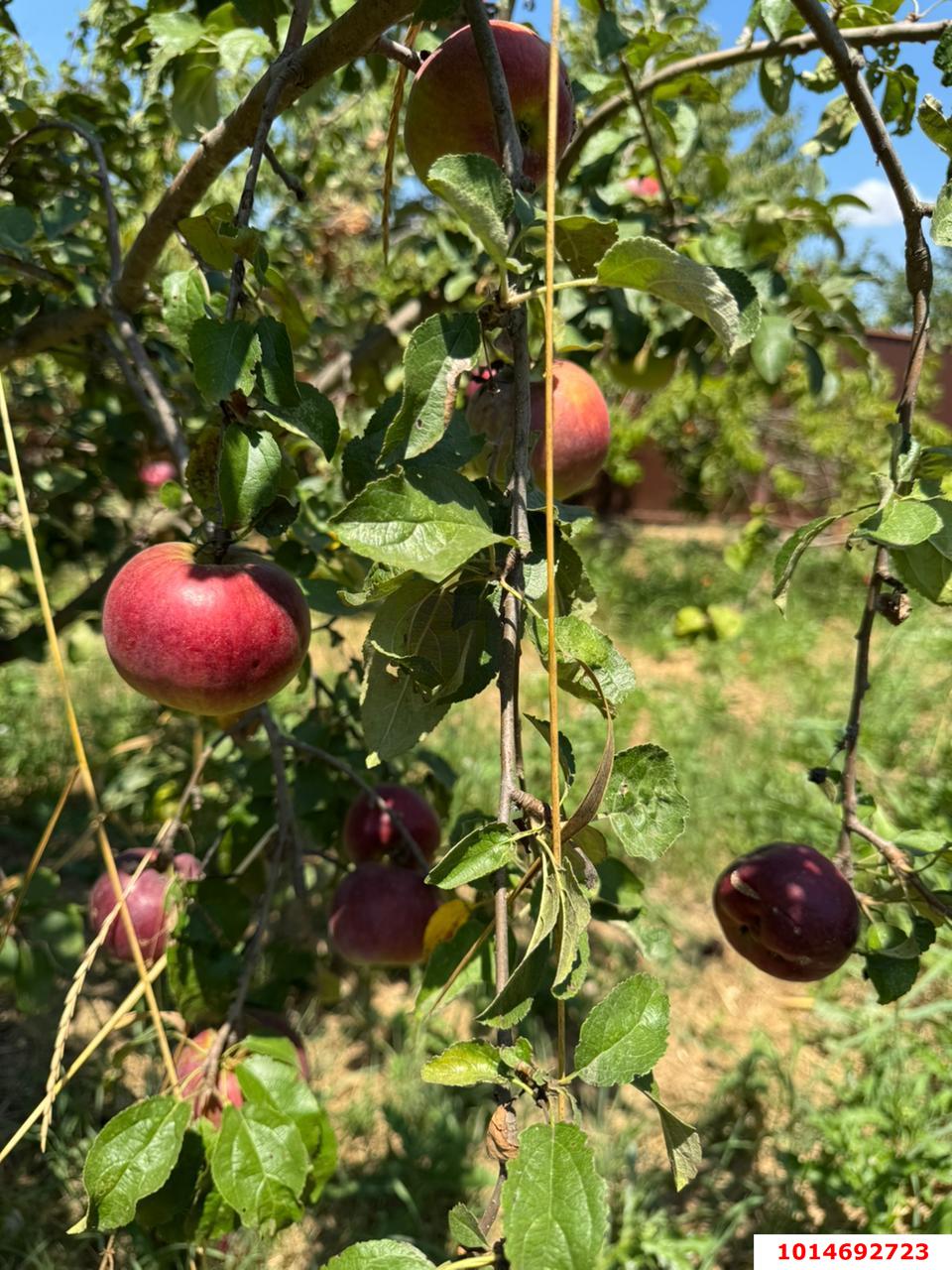 Фото №10: Земельный участок под ИЖС 10 сот. - Старобжегокай, ул. Степная, 5