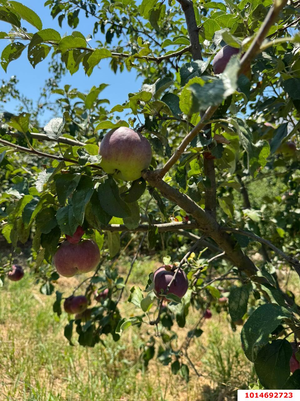 Фото №9: Земельный участок под ИЖС 10 сот. - Старобжегокай, ул. Степная, 5