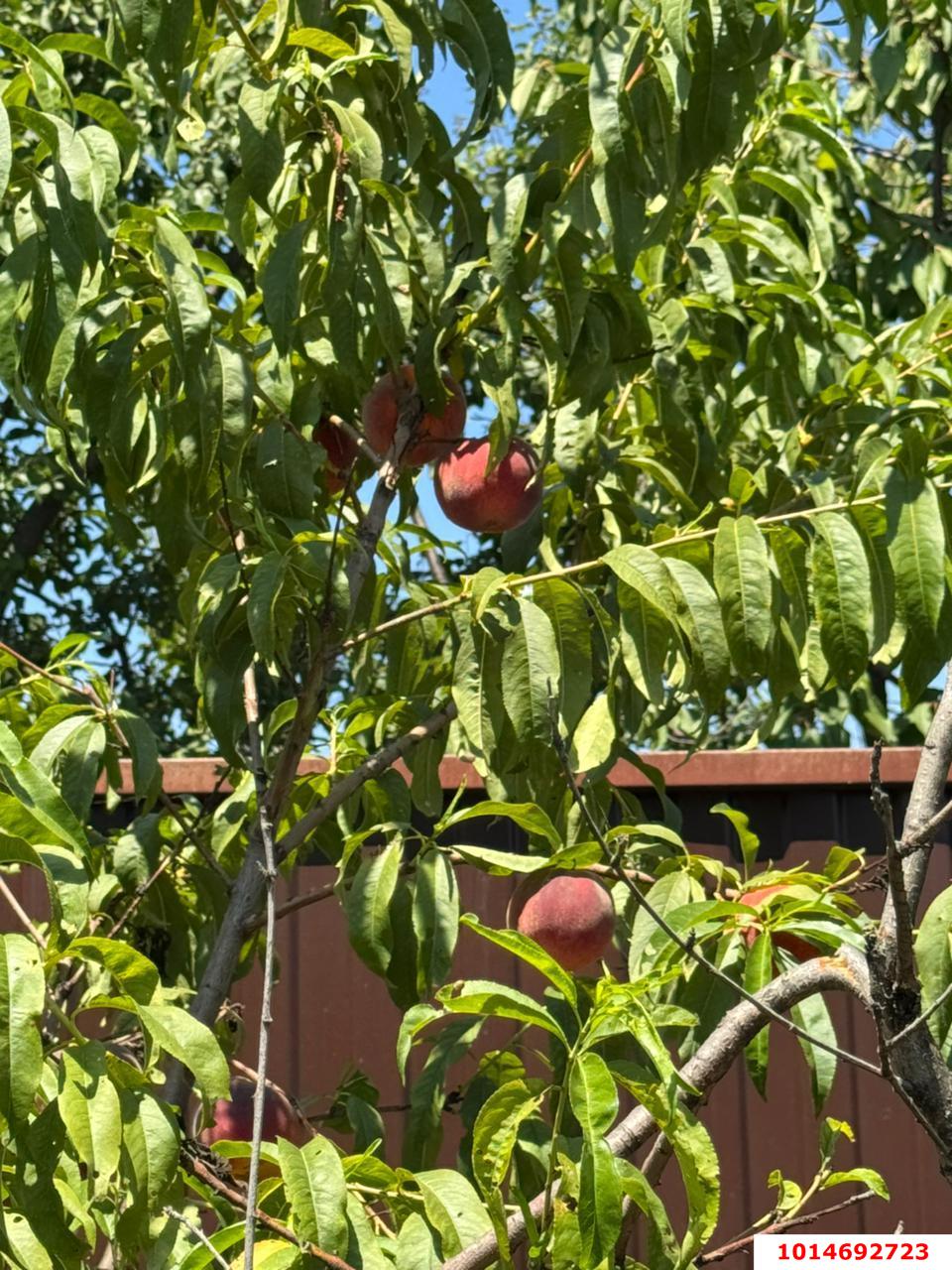 Фото №7: Земельный участок под ИЖС 10 сот. - Старобжегокай, ул. Степная, 5