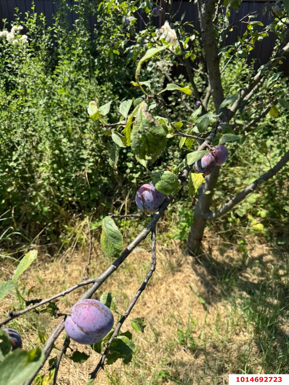 Фото №8: Земельный участок под ИЖС 10 сот. - Старобжегокай, ул. Степная, 5