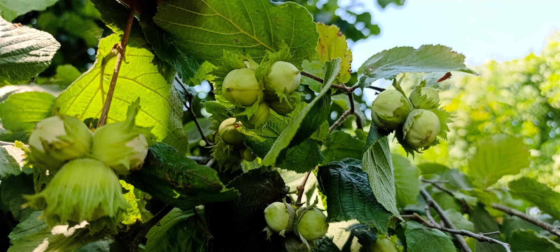 Фото №16: Дом 52 м² + 48.6 сот. - Калининский, ул. Северная, 20