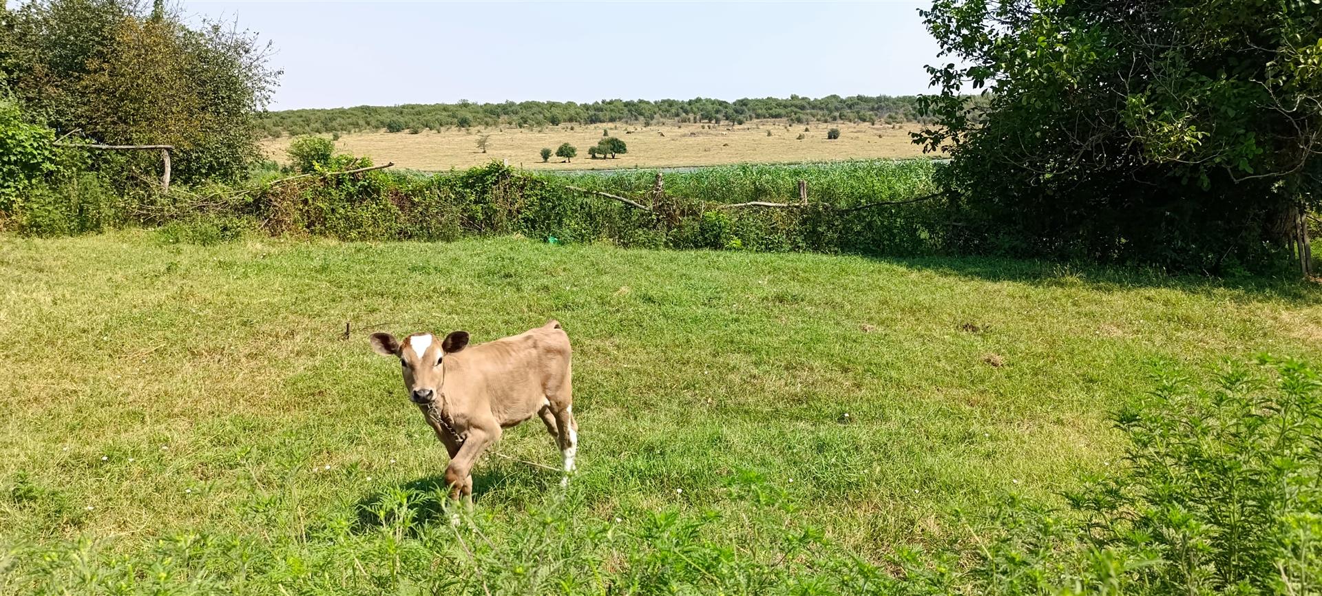 Фото №19: Дом 52 м² + 48.6 сот. - Калининский, ул. Северная, 20