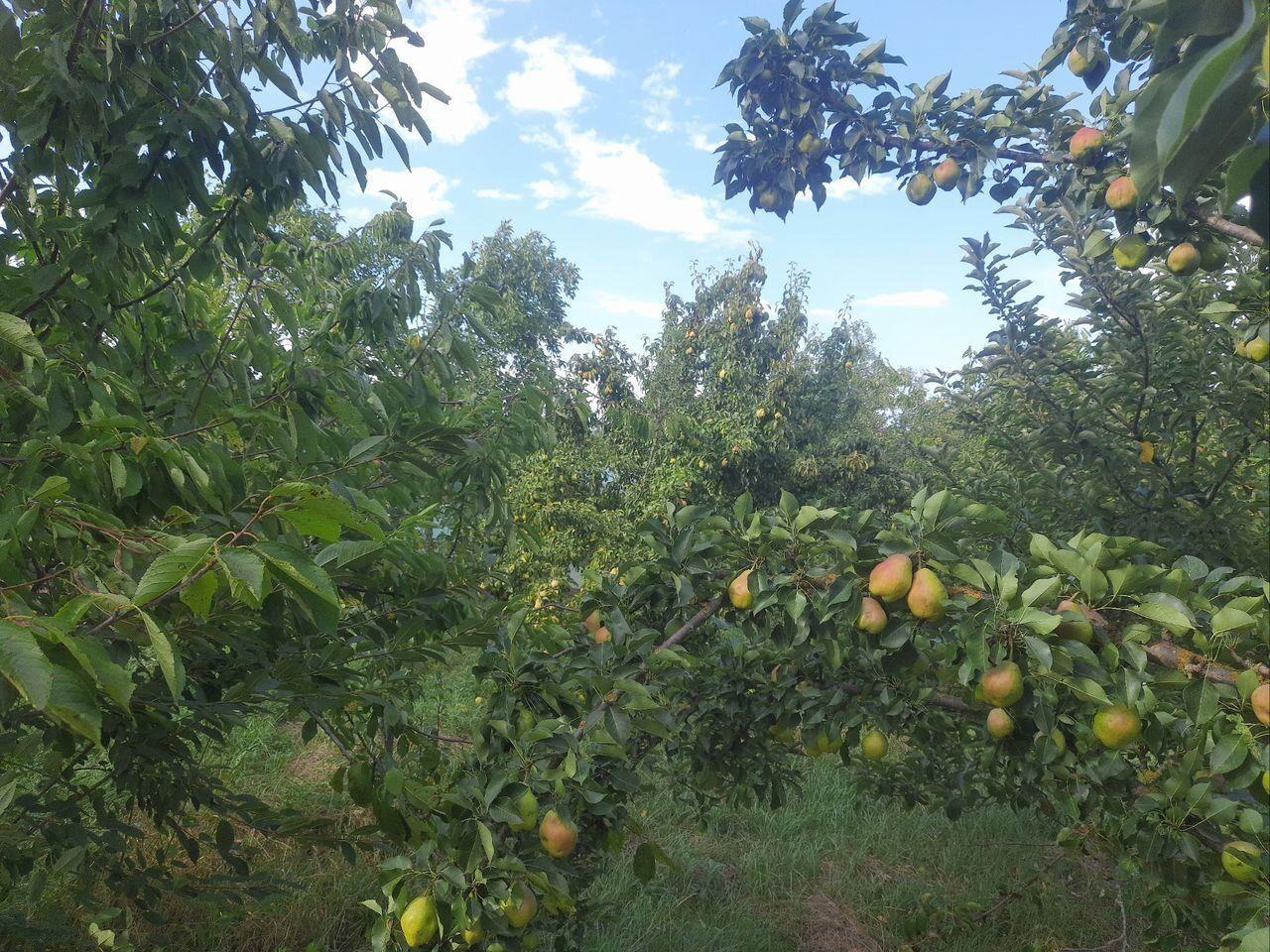 Фото №18: Дом 52 м² + 48.6 сот. - Калининский, ул. Северная, 20