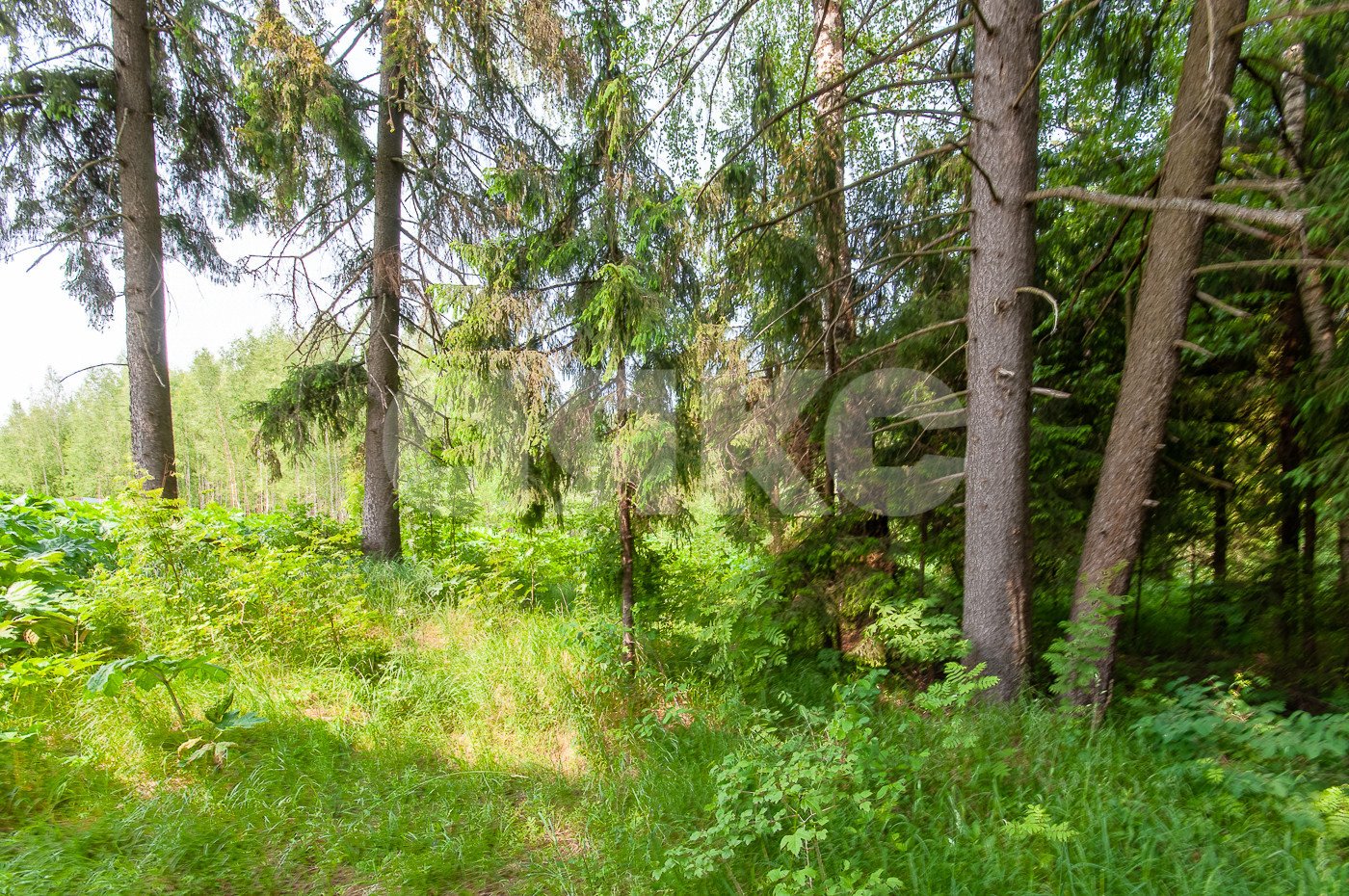 Фото №5: Земельный участок под ИЖС 1553 сот. - Овсянниково, 