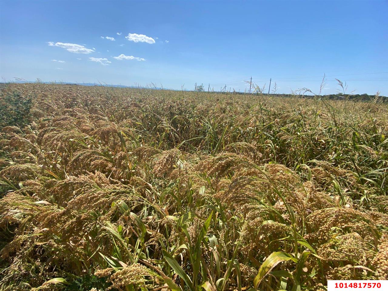 Фото №4: Коммерция 2000 м² - Республика Адыгея (Адыгея) Тахтамукайский район