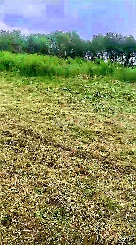 Фото №2: Личное подсобное хозяйство 29 сот. - Высокое, Адлерский, ул. Некрасова