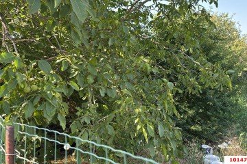 Фото №4: Участок садоводство 5 сот. - Васюринская, счт Строитель, ул. Розовая, 26