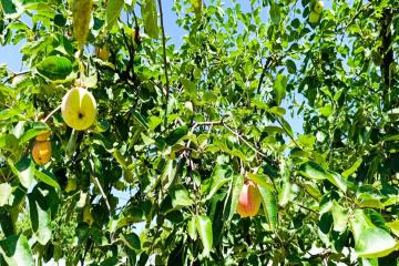 Фото №3: Земельный участок 6.12 сот. - Сад Кубани, мкр. Прикубанский внутригородской округ, ул. Западная, 82