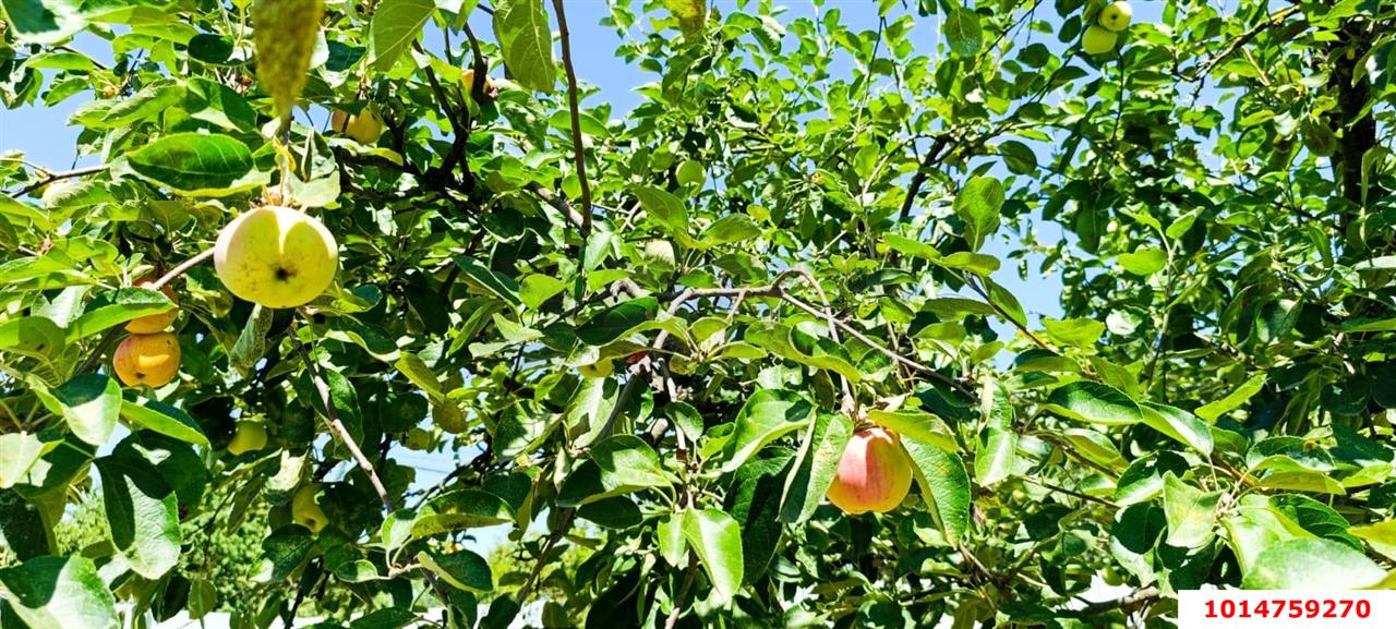 Фото №3: Земельный участок 6.12 сот. - Сад Кубани, мкр. Прикубанский внутригородской округ, ул. Западная, 82