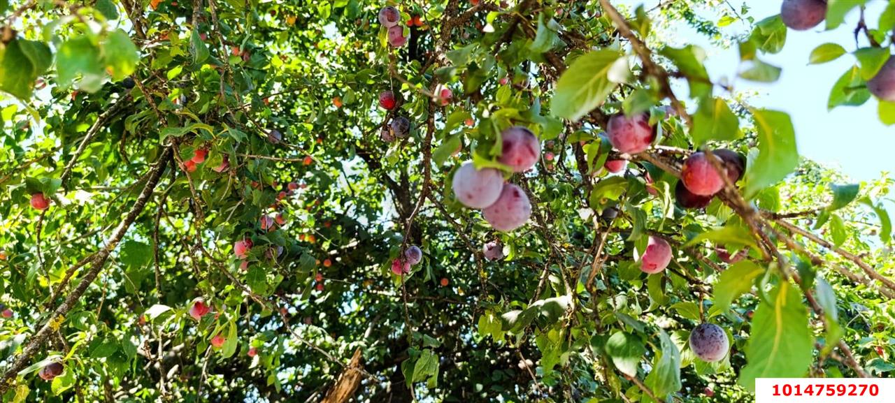 Фото №7: Земельный участок 6.12 сот. - Сад Кубани, мкр. Прикубанский внутригородской округ, ул. Западная, 82