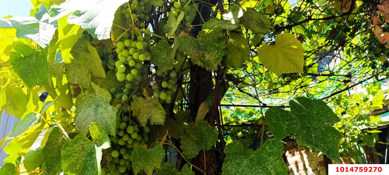 Фото №9: Земельный участок 6.12 сот. - Сад Кубани, мкр. Прикубанский внутригородской округ, ул. Западная, 82