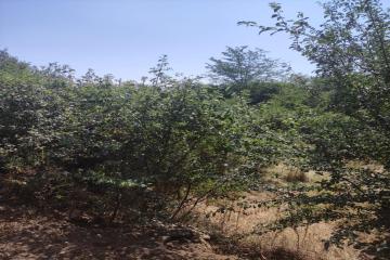 Фото №4: Земельный участок 18 сот. - ДНТ Берег Кубани, ул. Береговая