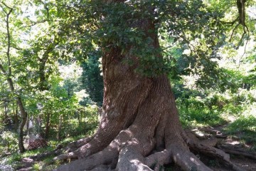 Фото №4: Участок садоводство 9.7 сот. - Агой, ул. Горная