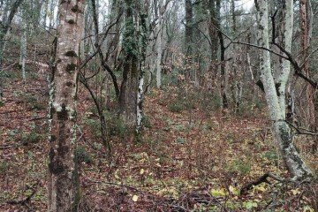 Фото №2: Участок садоводство 9.7 сот. - Агой, ул. Горная