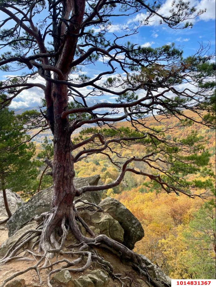 Фото №18: Дом 96 м² + 10.31 сот. - Планческая Щель, ул. Заречная, 14