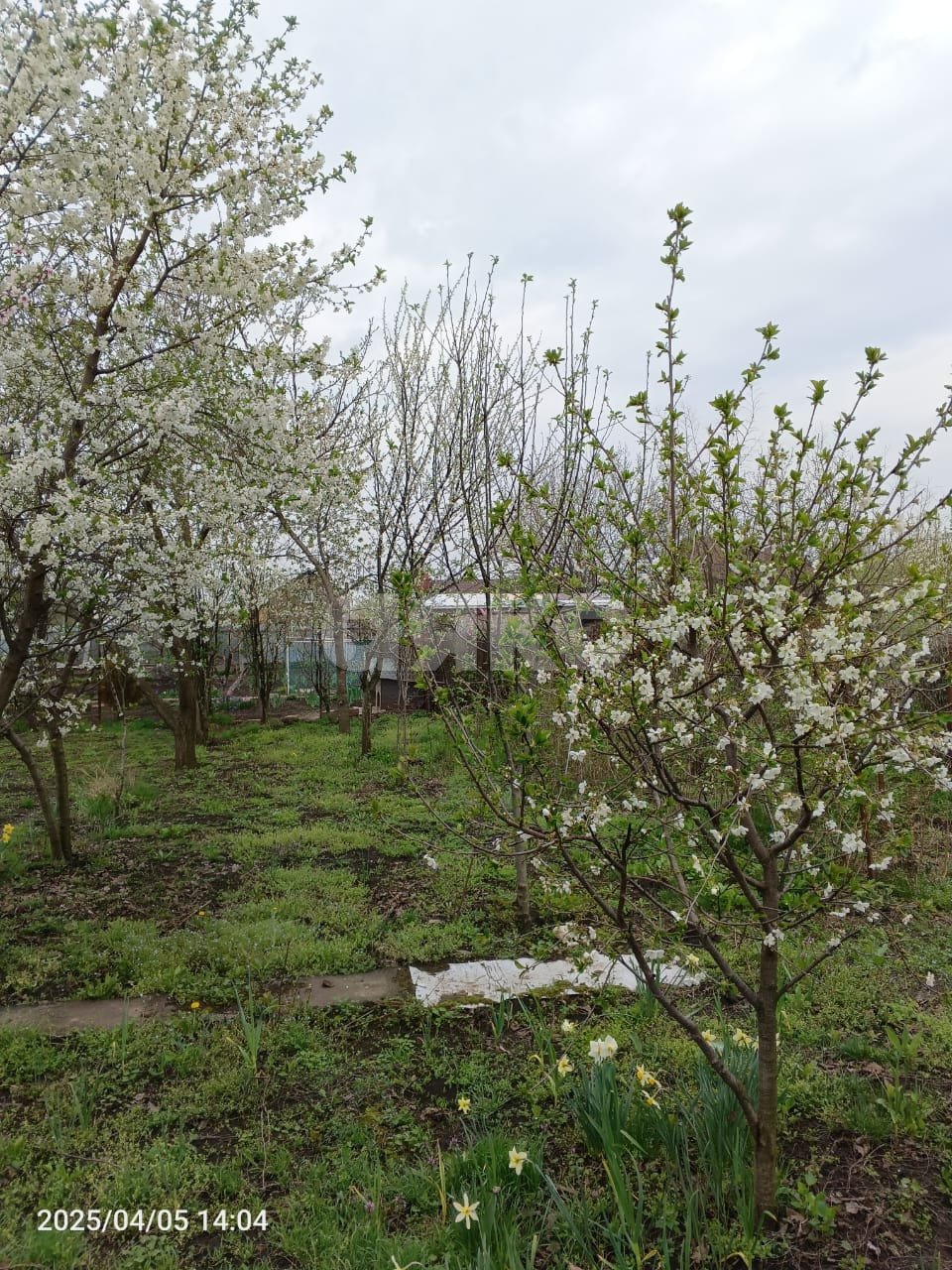 Фото №4: Участок садоводство 6.5 сот. - Армавир, СНТ Заря Востока, 571