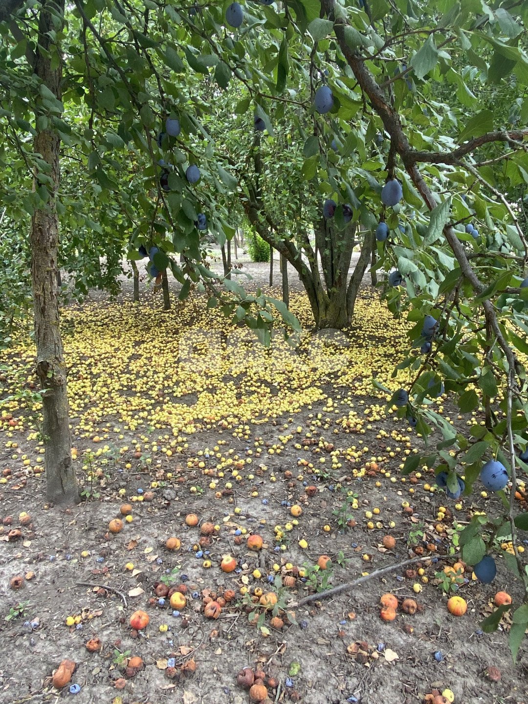 Фото №12: Дом 48 м² + 6 сот. - Лагутник, ул. Береговая, 100