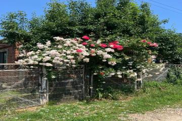 Фото №5: Дом 70 м² - СНТ Нива, мкр. Прикубанский внутригородской округ, ул. Сливовая, 564