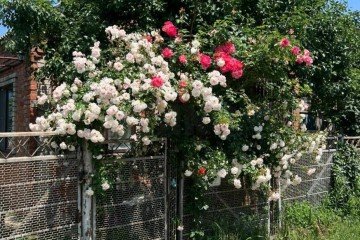 Фото №4: Дом 70 м² - СНТ Нива, мкр. Прикубанский внутригородской округ, ул. Сливовая, 564