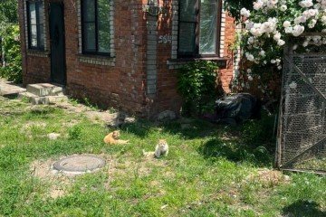 Фото №4: Дом 35 м² - СНТ Нива, мкр. Прикубанский внутригородской округ, ул. Сливовая, 564