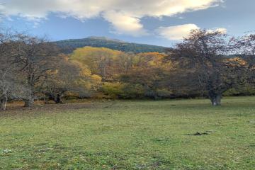 Фото №4: Земельный участок 248.74 сот. - Теберда, ул. Джамагатская