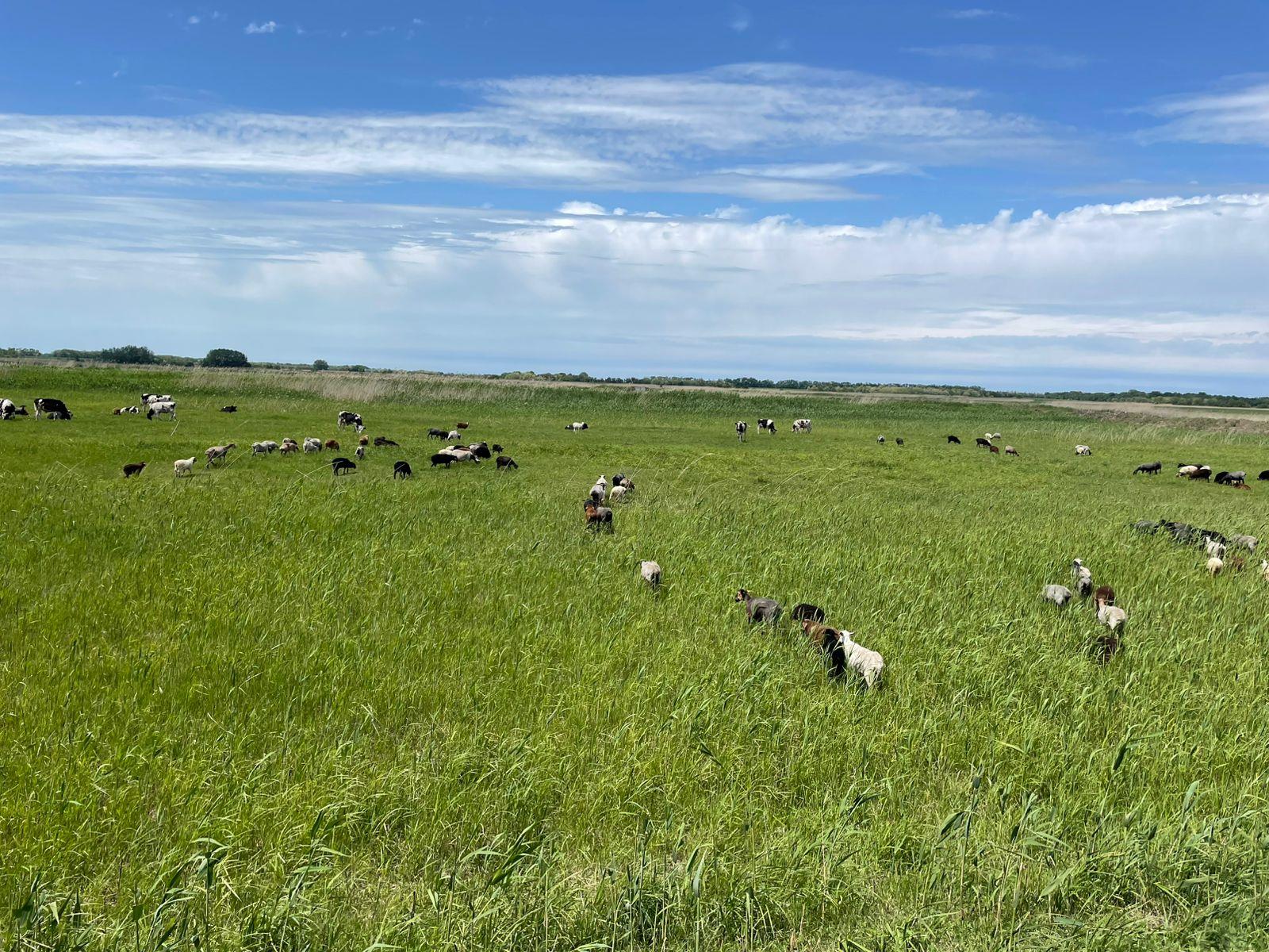 Фото №2: Коммерция 10000 м² - Тимашевск, мкр. Молодёжный жилой комплекс, ул. Западная, 12