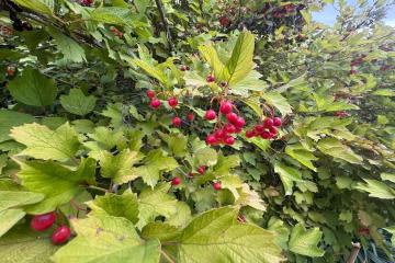 Фото №4: Дом 77 м² - Политехник, мкр. Прикубанский внутригородской округ, ул. Кубанская, 490