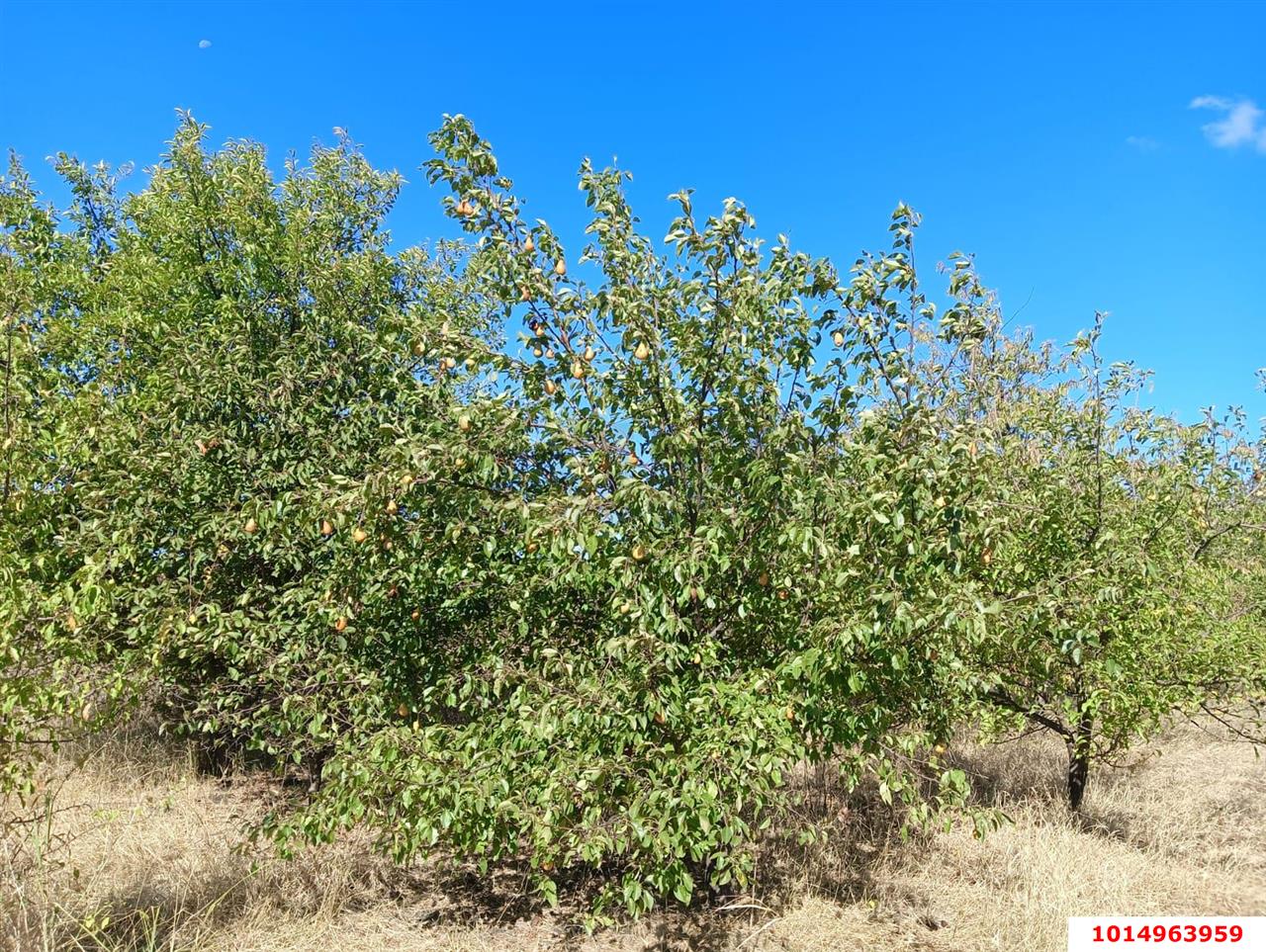 Фото №10: Дом 21 м² + 36.6 сот. - Октябрьский, мкр. Прикубанский внутригородской округ, ул. Подсолнечная, 109