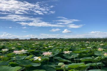 Фото №4: Земельный участок 8 сот. - садовое некоммерческое товарищество Авиатор, мкр. Прикубанский внутригородской округ, ул. Берёзовая, 186