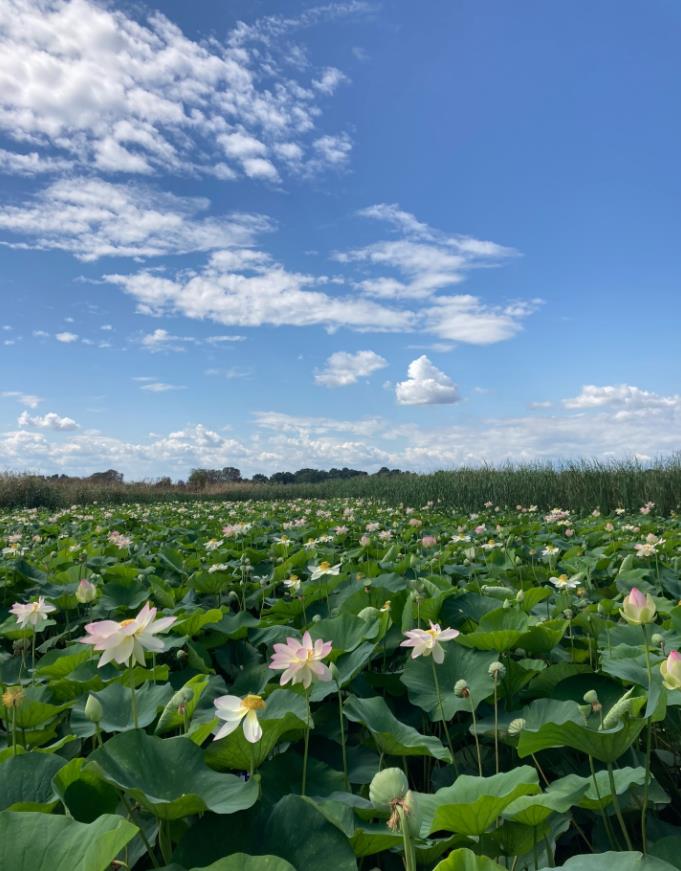 Фото №4: Земельный участок 8 сот. - садовое некоммерческое товарищество Авиатор, мкр. Прикубанский внутригородской округ, ул. Берёзовая, 186