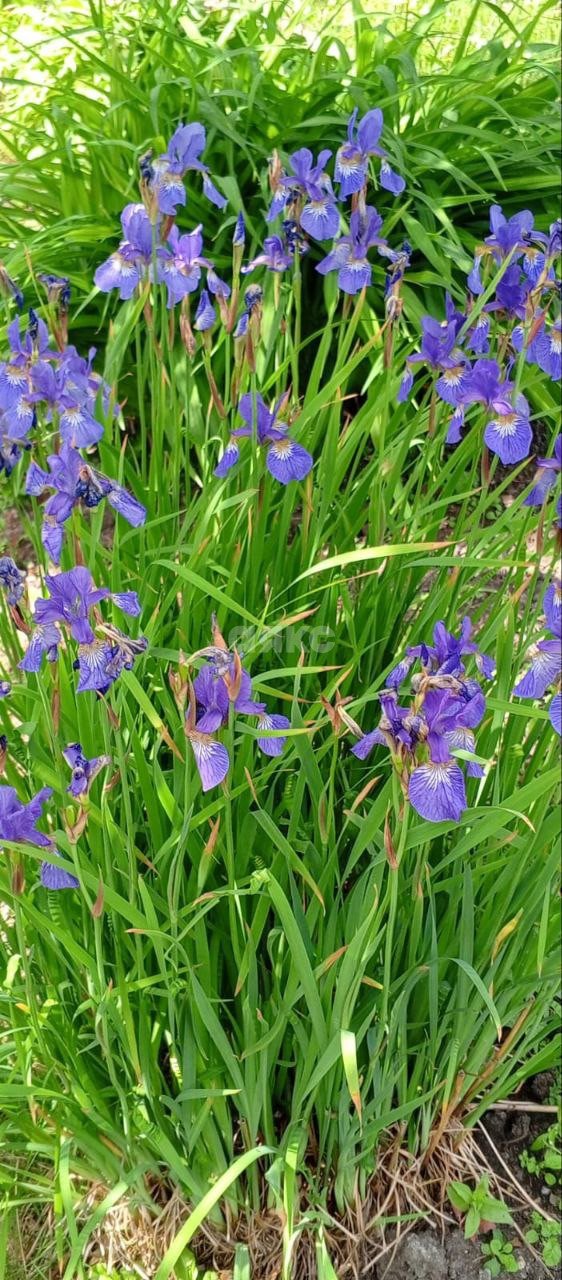 Фото №18: Дача 43 м² + 6.1 сот. - СНТ Восход, 206