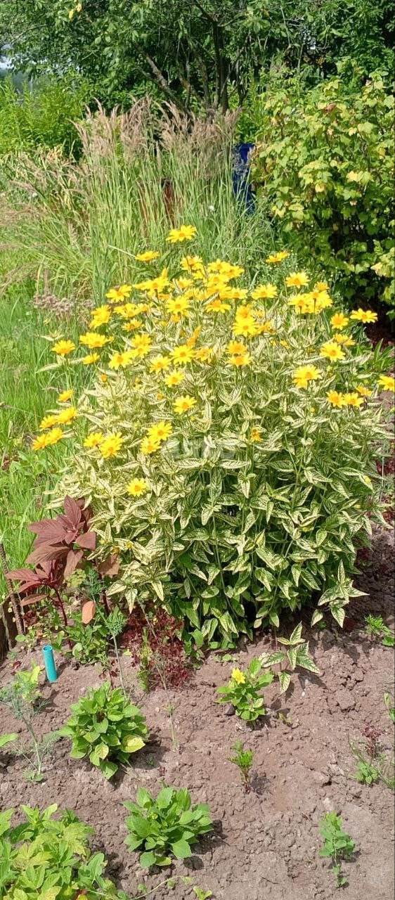 Фото №19: Дача 43 м² + 6.1 сот. - СНТ Восход, 206