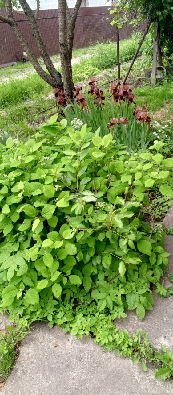 Фото №16: Дача 43 м² + 6.1 сот. - СНТ Восход, 206