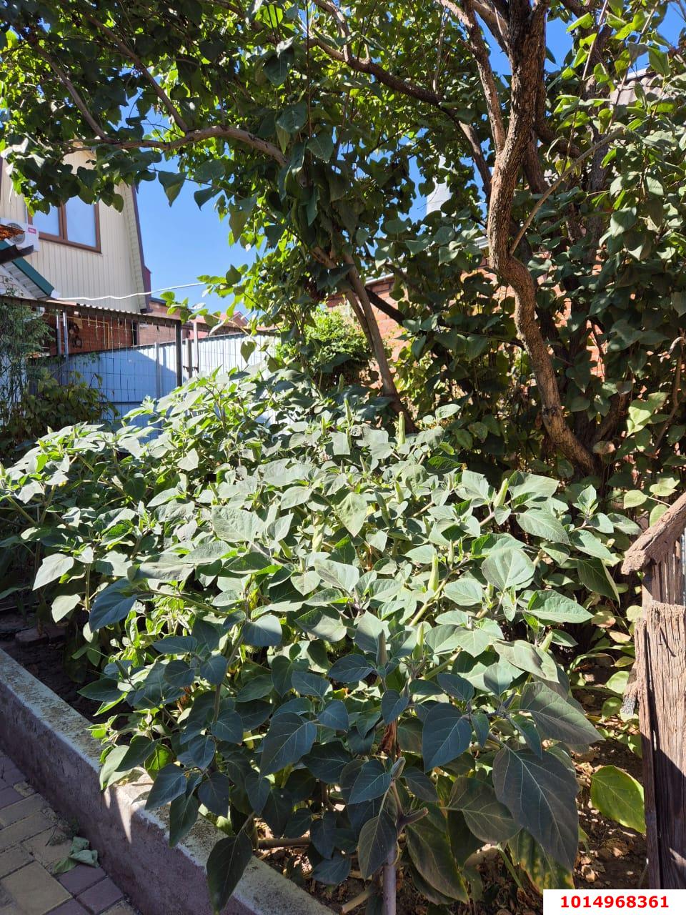 Фото №14: Дом 42 м² + 1 сот. - Краснодар, Дубинка, пр-д 1-й  Шевченко, 25