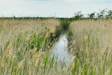 Фото №5: Земельный участок под ИЖС 4.1 сот. - Пригибский, ул. Центральная