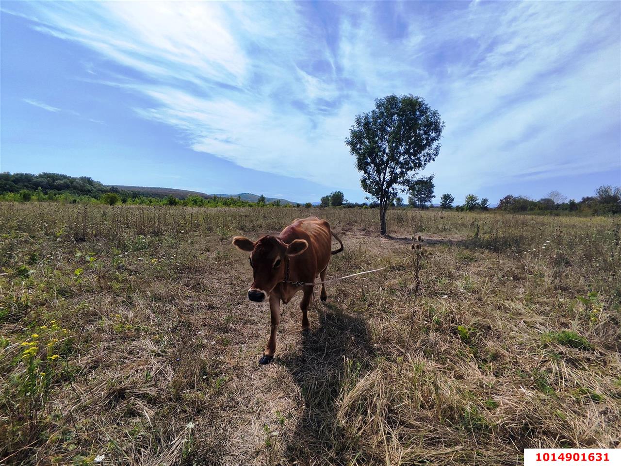 Фото №6: Коммерческая земля 137 сот. - Сказочный край, ул. Родниковая, 1