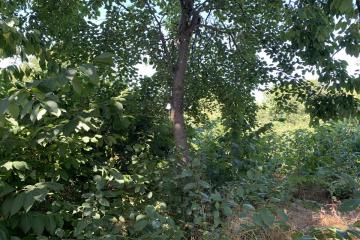 Фото №3: Земельный участок 10 сот. - Черников, мкр. Прикубанский внутригородской округ, ул. Центральная, 13