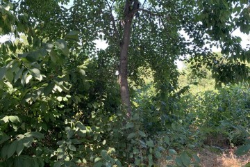 Фото №3: Участок садоводство 10 сот. - Черников, мкр. Прикубанский внутригородской округ, ул. Центральная, 13