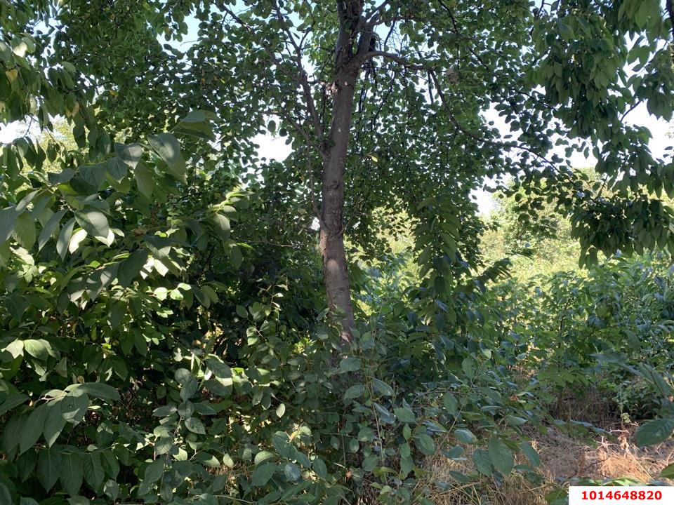 Фото №3: Участок садоводство 10 сот. - Черников, Прикубанский внутригородской округ, ул. Центральная, 13