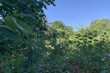 Фото №2: Земельный участок 10 сот. - Черников, мкр. Прикубанский внутригородской округ, ул. Центральная, 13