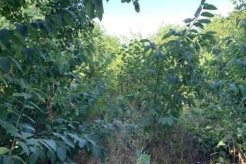 Фото №4: Участок садоводство 10 сот. - Черников, мкр. Прикубанский внутригородской округ, ул. Центральная, 13