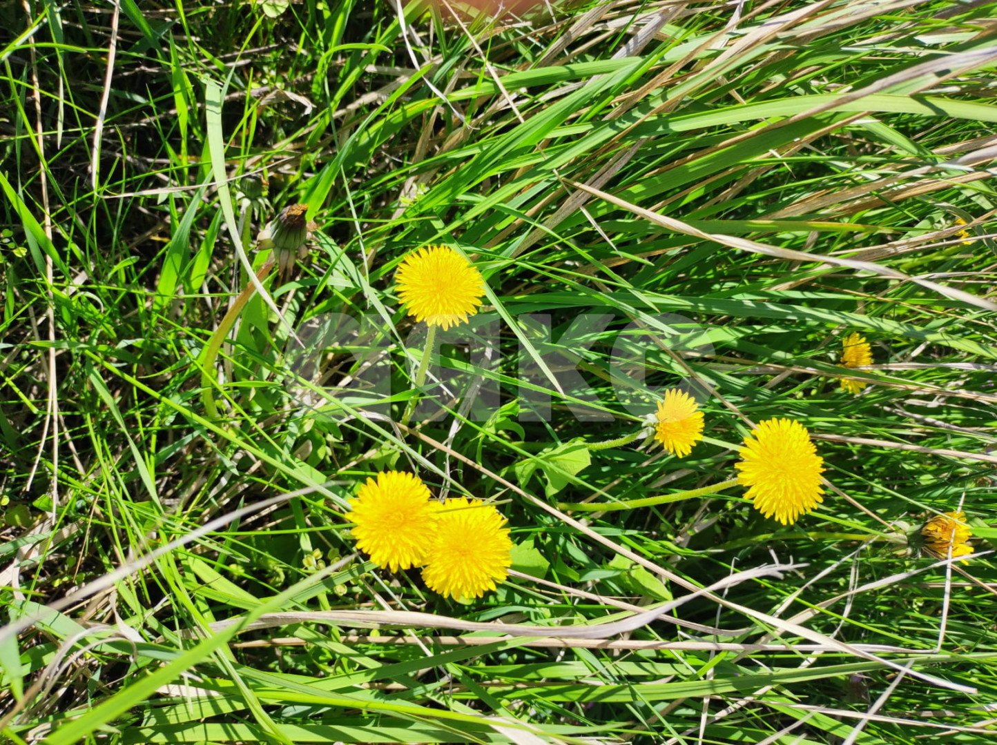 Фото №7: Земельный участок под ИЖС 6.18 сот. - Мокрый Батай, ул. Зелёная