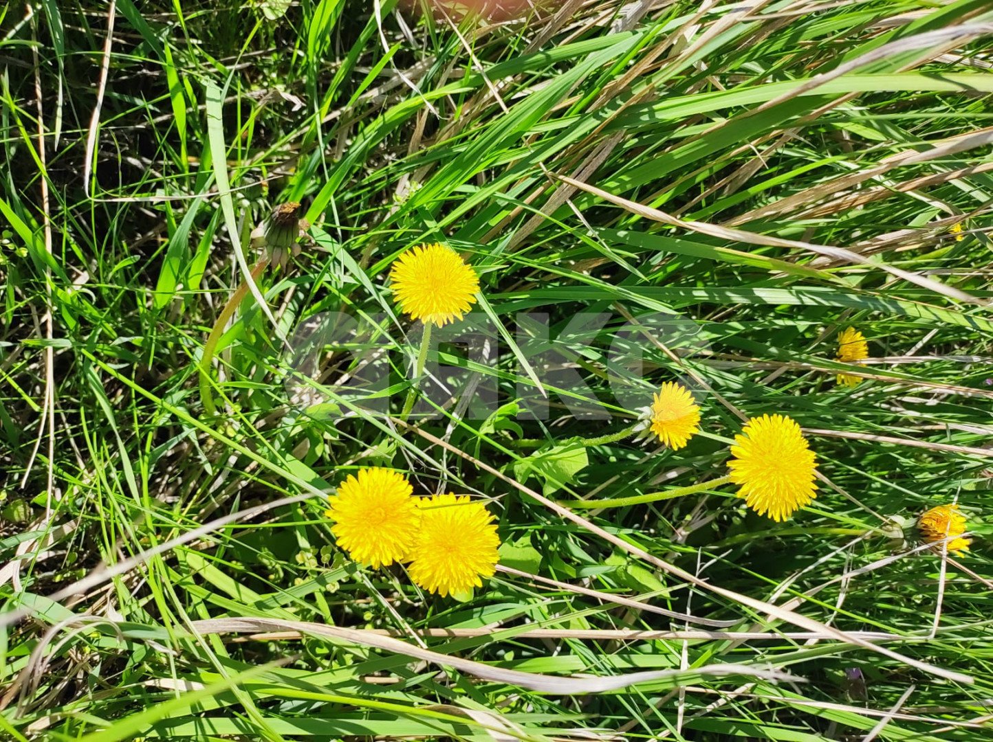 Фото №13: Земельный участок под ИЖС 6.18 сот. - Мокрый Батай, ул. Светлая