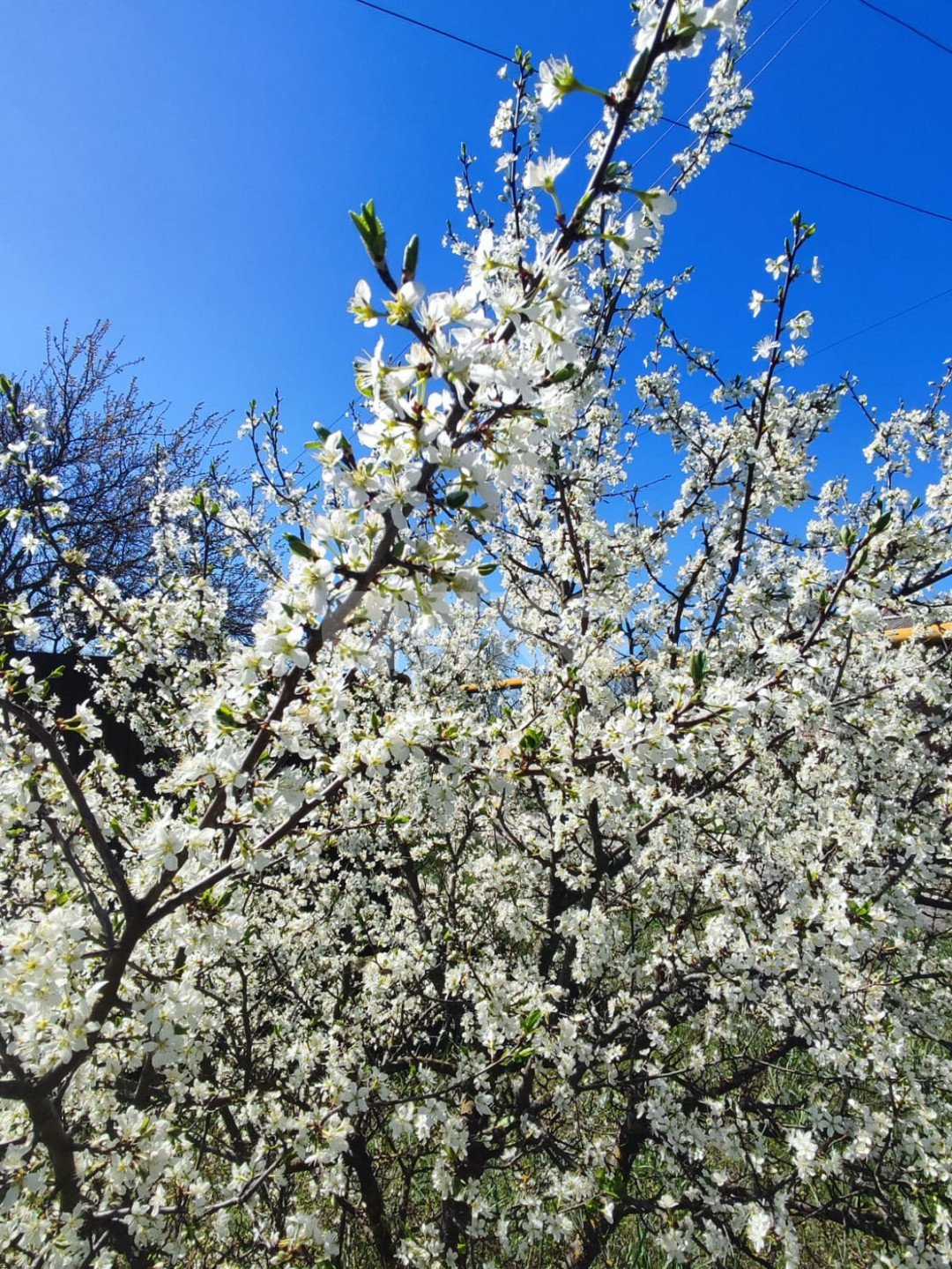 Фото №12: Земельный участок под ИЖС 6.18 сот. - Мокрый Батай, ул. Светлая