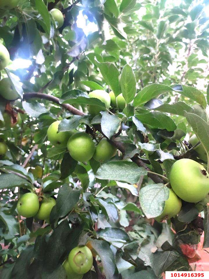 Фото №30: Дом 212 м² + 8 сот. - Знаменский, жилой комплекс Первомайский, ул. Заповедная